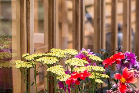 Rhs 'Wisley' - 11 Paneel - Halbmauer