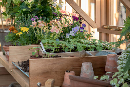 Cedar Potting Tray