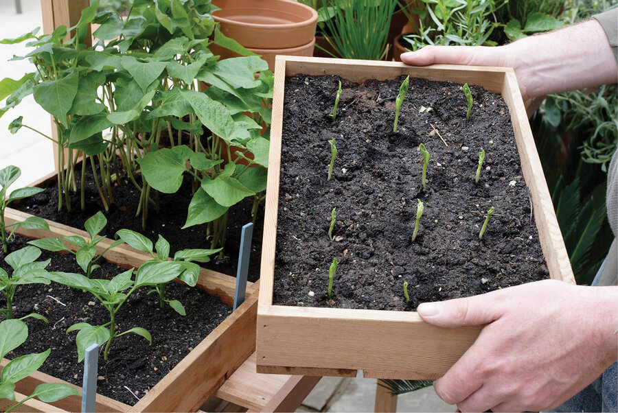 Cedar Seed Tray