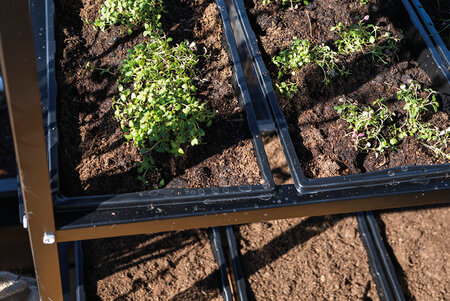 Seed Tray Frame - Black